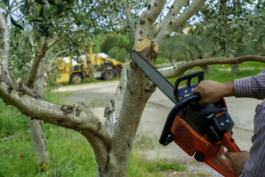 How Professional Tree Trimming Helps Prevent Tree Diseases Kennett Square, PA How Professional Tree Trimming Helps Prevent Tree Diseases Kennett Square, PA