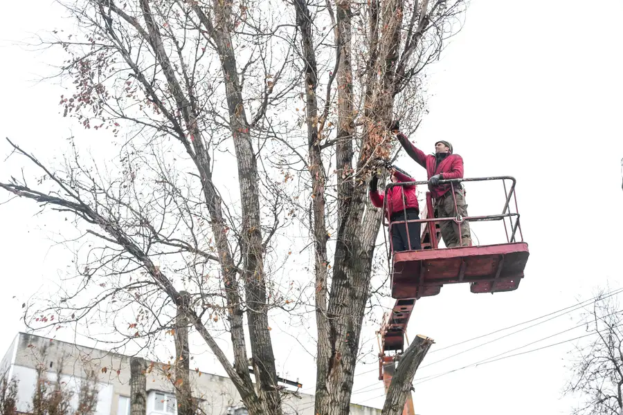 How Professional Tree Trimming Helps Prevent Tree Diseases in Kennett Square, PA How Professional Tree Trimming Helps Prevent Tree Diseases in Kennett Square, PA
