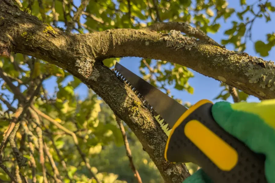 Quality Tree Trimming Kennett Square, PA Quality Tree Trimming Kennett Square, PA