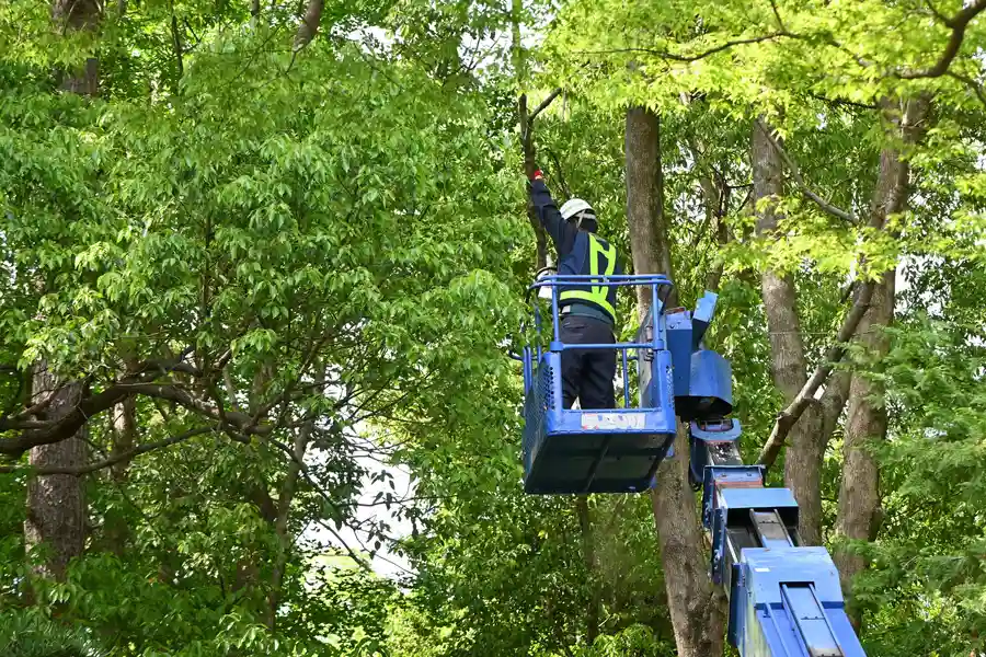 Reliable Tree Service Kennett Square, PA Reliable Tree Service Kennett Square, PA