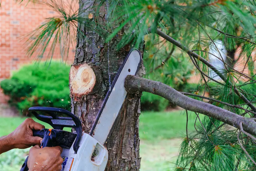 The Importance Of Tree Service For Storm Damage Prevention Kennett Square, PA The Importance Of Tree Service For Storm Damage Prevention Kennett Square, PA
