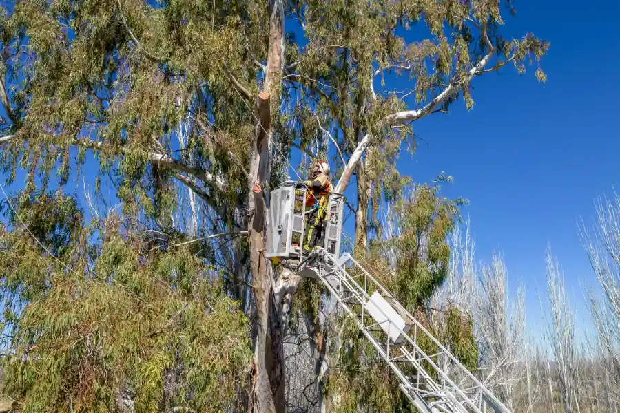 The Role Of Tree Service In Managing Overgrown Branches Kennett Square, PA The Role Of Tree Service In Managing Overgrown Branches Kennett Square, PA