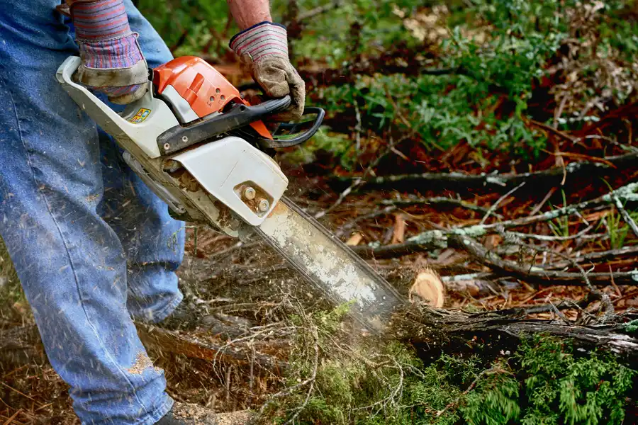 The Role Of Tree Service In Managing Overgrown Branches in Kennett Square, PA The Role Of Tree Service In Managing Overgrown Branches in Kennett Square, PA