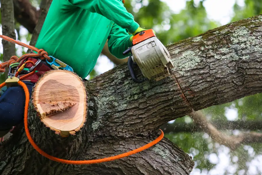 Top-rated Tree Trimming Kennett Square, PA Top-rated Tree Trimming Kennett Square, PA