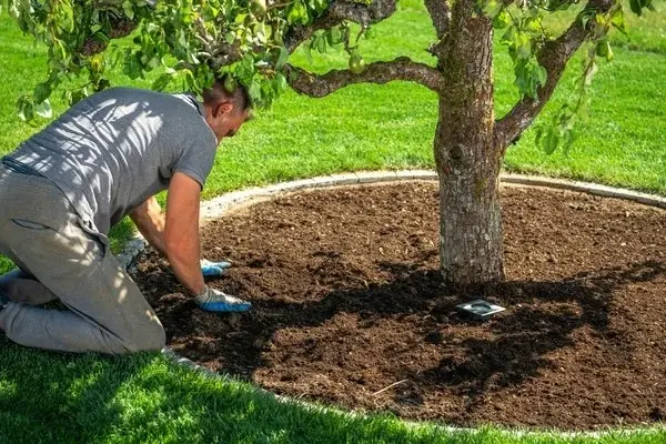 Tree Service Tree Service