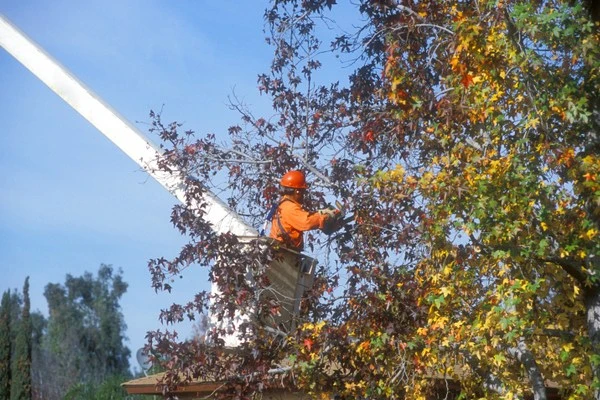 Tree Trimming Tree Trimming