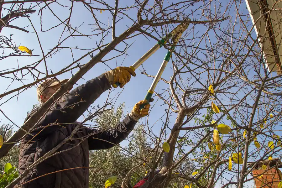 When To Schedule Tree Trimming To Promote Healthy Growth Kennett Square, PA When To Schedule Tree Trimming To Promote Healthy Growth Kennett Square, PA