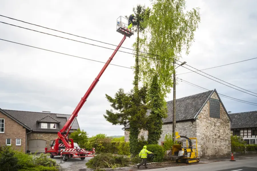 When To Schedule Tree Trimming To Promote Healthy Growth in Kennett Square, PA When To Schedule Tree Trimming To Promote Healthy Growth in Kennett Square, PA